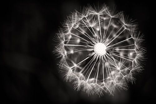 Dandelion Fireworks
