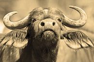 Buffalo warning van Roland Smeets thumbnail