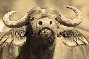 Avertissement de Buffalo