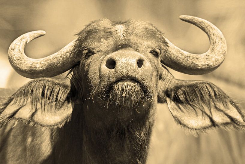 Buffalo warning van Roland Smeets