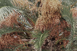 Dadelpalm vintage van Inge Hogenbijl