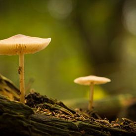 Herfst in Bosland von Human- pictures