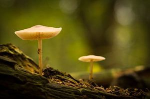 Herfst in Bosland