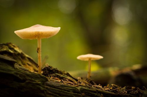 Herfst in Bosland by Human- pictures