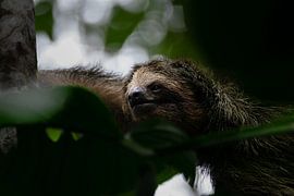 Faultiere - Das Symbol der Ruhe in Costa Ricas Nationalparks