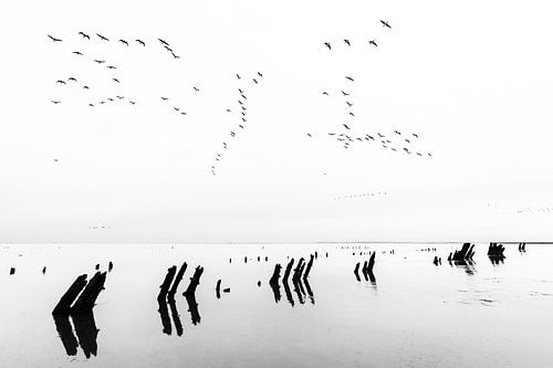 Ganzen vliegend over de Waddenzee