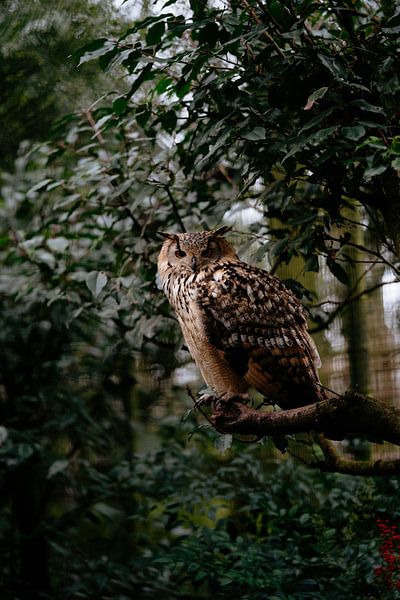 Hibou par Myrthe Vlasveld