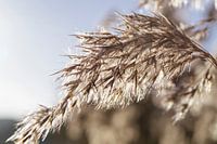 Plume In The Wind