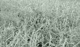 Plantes soyeuses Eremophila