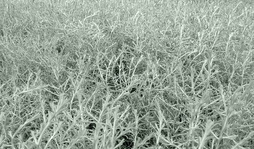 Zijdeachtige Eremophila planten