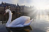 witte zwaan op de Hofvijver in Den Haag van gaps photography thumbnail