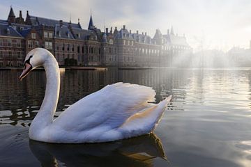 witte zwaan op de Hofvijver in Den Haag van gaps photography