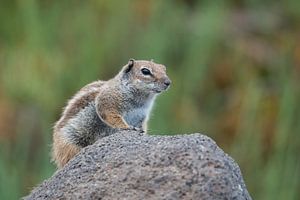 Ground squirrel sur Jan Heijmans