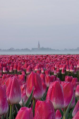 Tulpenfeld an einem nebligen Morgen