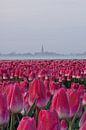 Tulpenfeld an einem nebligen Morgen von John Leeninga Miniaturansicht