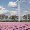 a modern wind turbine and a pink tulip field provides green energy by W J Kok