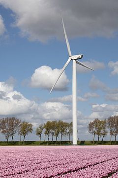 a modern wind turbine and a pink tulip field provides green energy