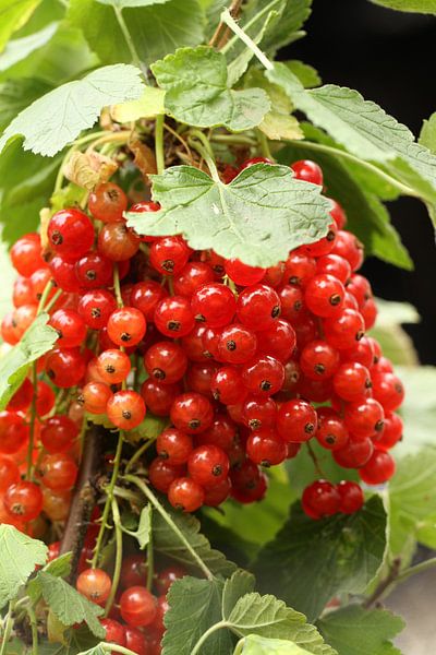 Rote Johannsibeeren 2019 von Anja Bagunk