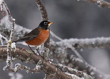 An American robin in winter by Claude Laprise