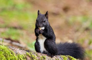 Eichhörnchen by Alena Holtz