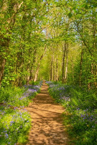 Wandelpad tussen de wilde hyacinten in het Wildrijk in Sint Maartenszee Noord-Holland