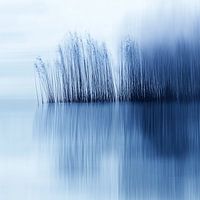 Blauw riet