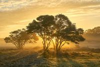 Zonsopkomst op de bloeiende paarse hei