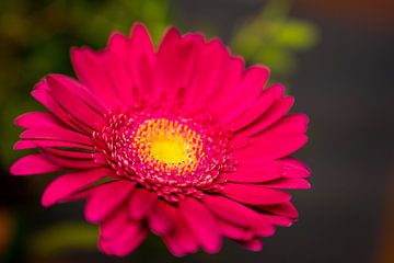 Gerbera Daisy Flower by Leo Schindzielorz