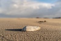 Muschel am Strand in der Wintersonne