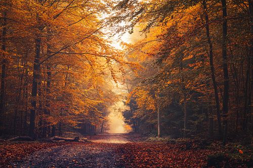 Herfstkleuren - bospad in het natuurpark Habichtswald