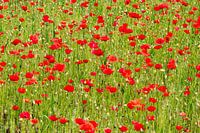 Veld met klaprozen