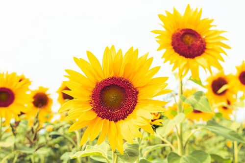 Champ de tournesols en gros plan