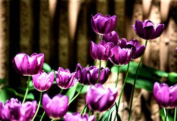 Tulipes violettes sur erikaktus gurun