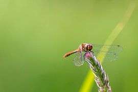 Blood red damselfly basking in the sun against a green background by Your Happy Life