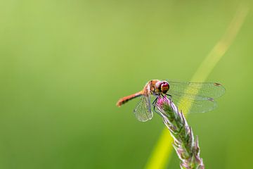 Bloedrode waterjuffer die zich in de zon koestert tegen een groene achtergrond van Christian Feldhaar