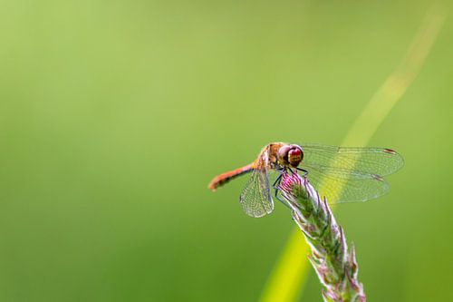 Bloedrode waterjuffer die zich in de zon koestert tegen een groene achtergrond