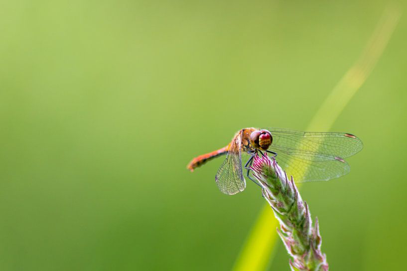 Une demoiselle rouge sang se prélassant au soleil sur un fond vert par Your Happy Life