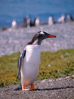 Manchot de Gentoo Isla Martillo