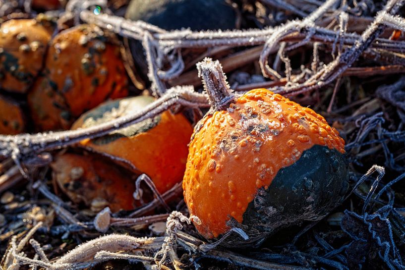 Pompoen van Rob Boon