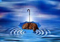 Rhodesian Ridgeback