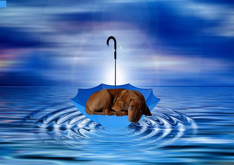 Rhodesian Ridgeback by Dagmar Behrens
