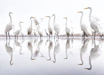 Great Egrets standing along the edge of a lake by AGAMI Photo Agency