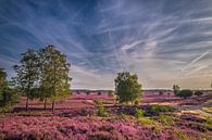 Flowering heather by Niels Barto thumbnail