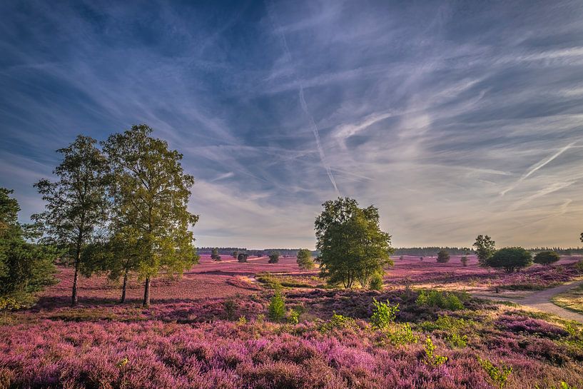 Flowering heather by Niels Barto