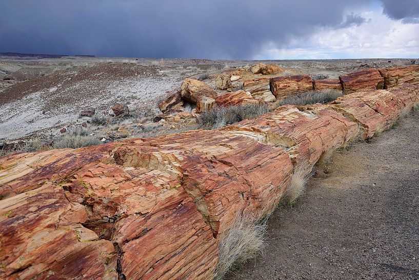 Some huge petrified trees by Frank's Awesome Travels
