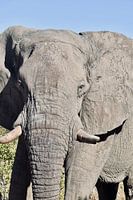 Afrikaanse olifant