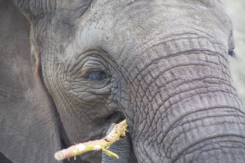 olifant by marijke servaes