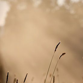 Humeur du matin sur Tobias Reißbach