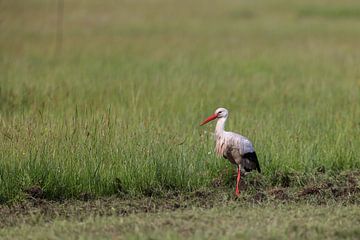 Cigogne blanche (Ciconia ciconia) sur Dirk Rüter