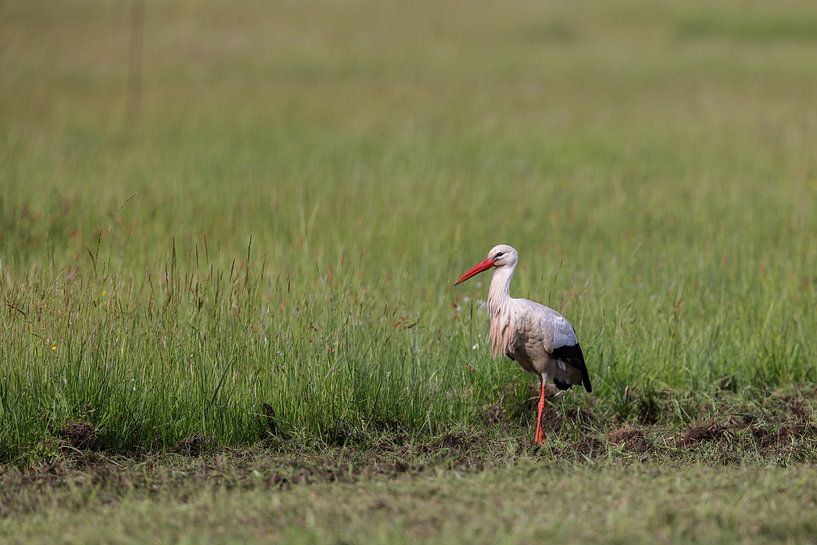 Weißstorch (Ciconia ciconia von Dirk Rüter